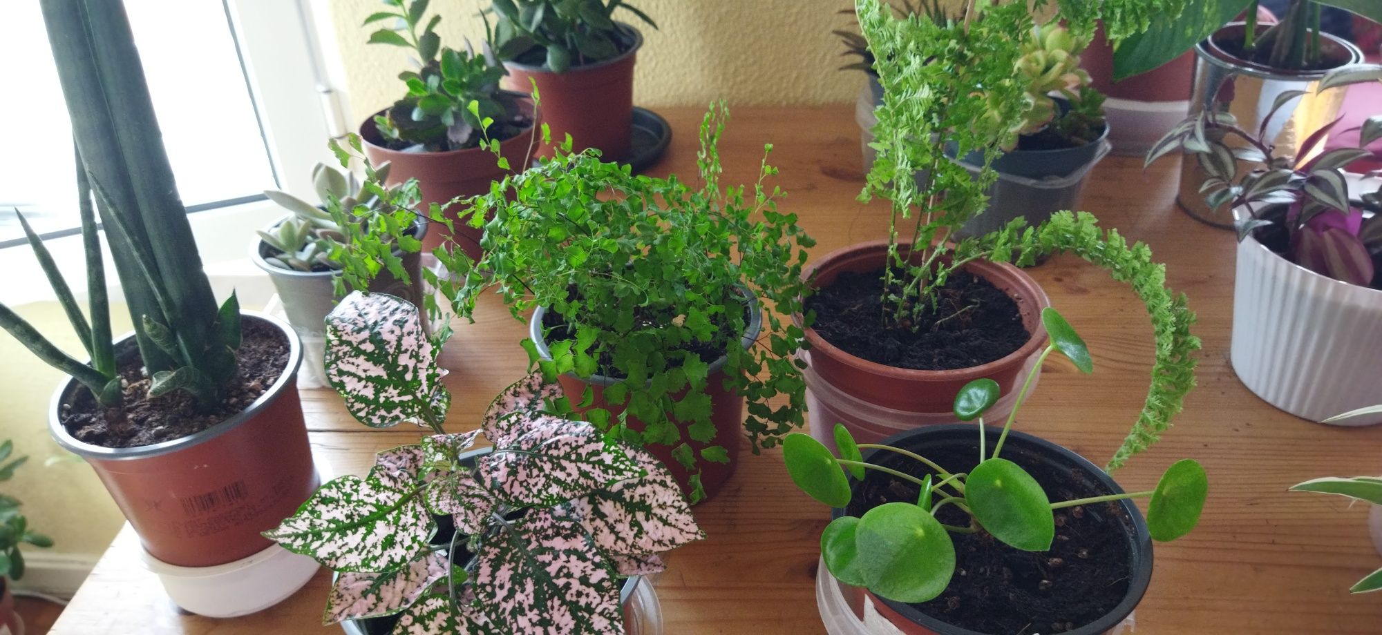 Plantas naturais desde 4 euros