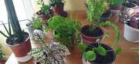 Plantas naturais desde 4 euros