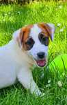 Jack Russell Terier piękna suczka gładkowłosa.