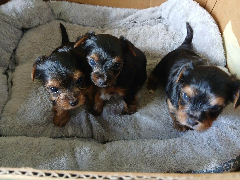 Yorkshire terrier