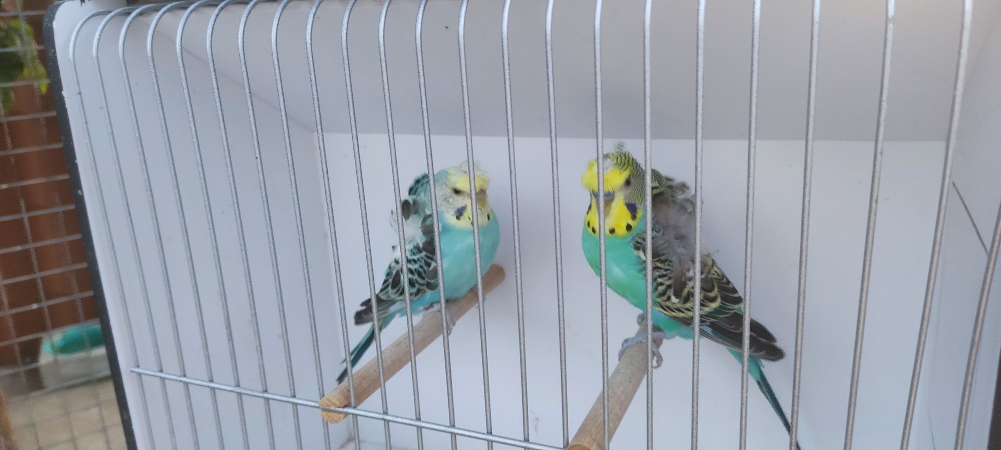 Casal periquitos hagoromos