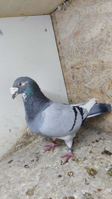 Gołębie staropolskie