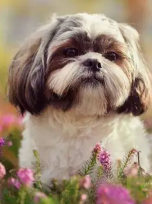 Выгул собак  мелких пород