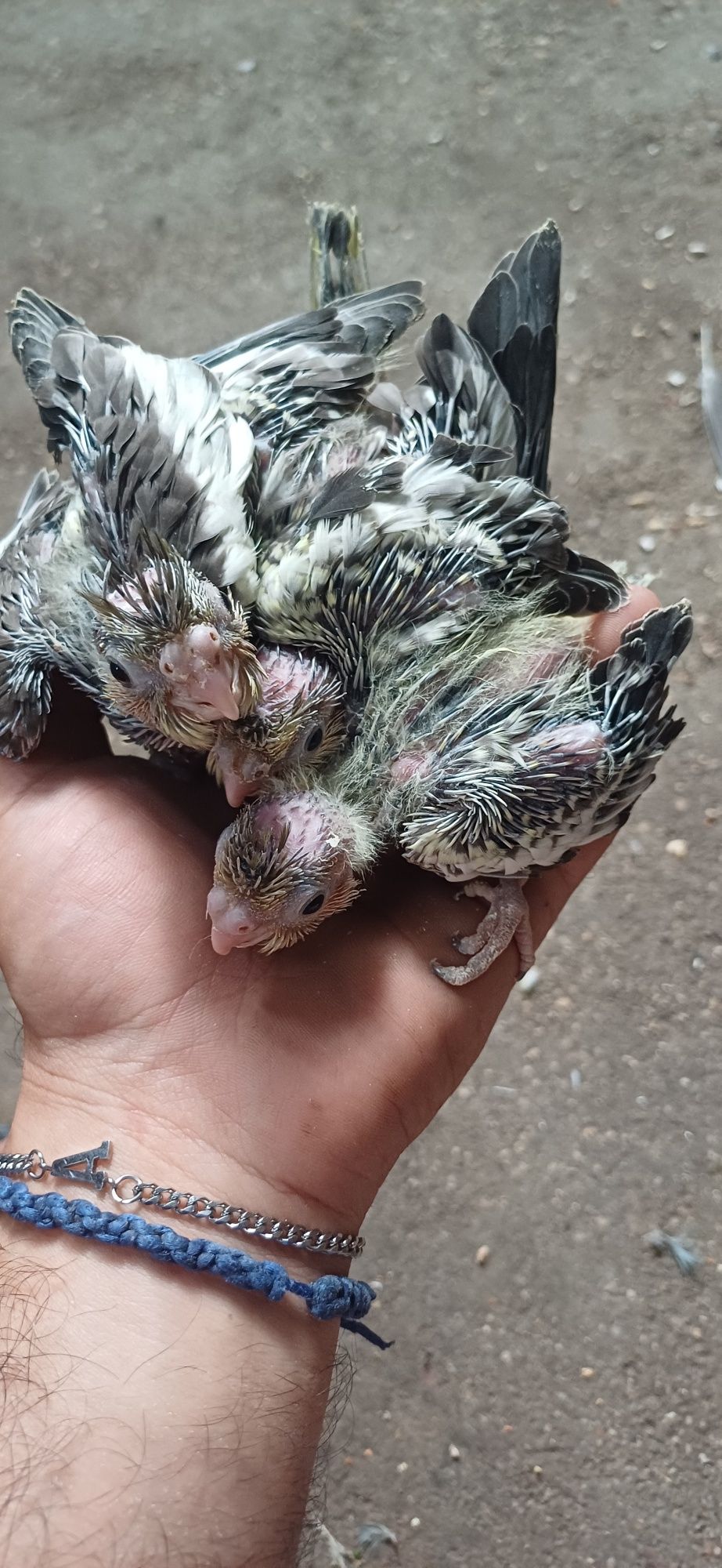 caturas para Criar  a mão