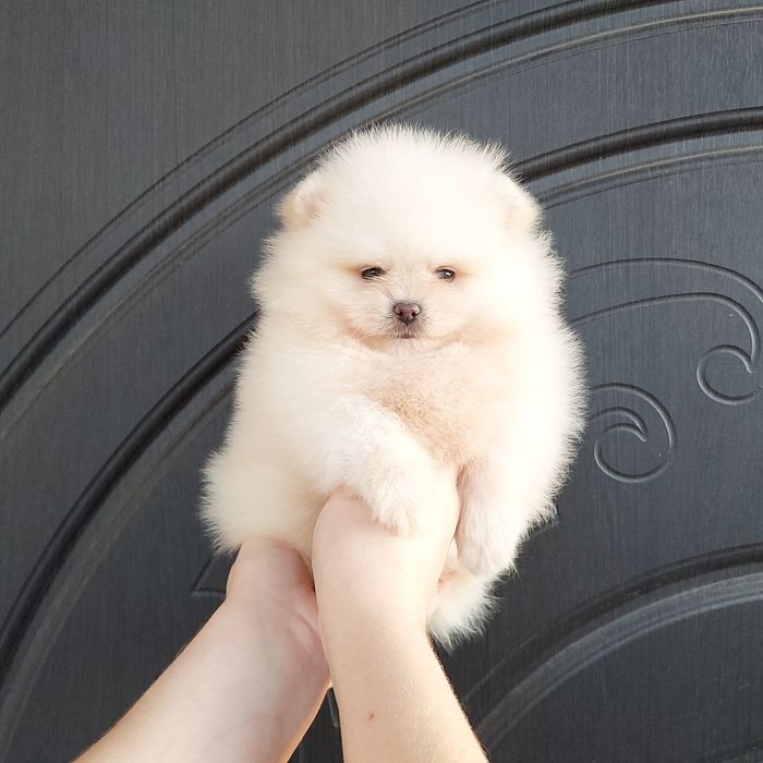 Boys Цуценята Померанського Шпіца Boys