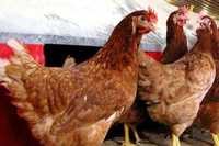 Кури несучки інкубаційні яйця. Європейське та Українське