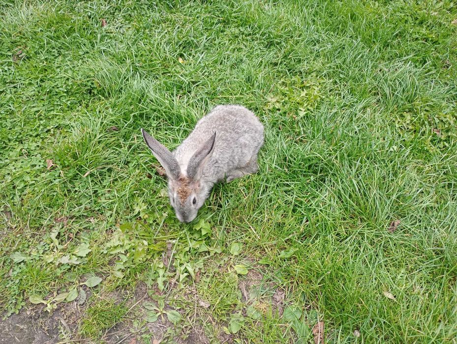 Króle króliki samce samice