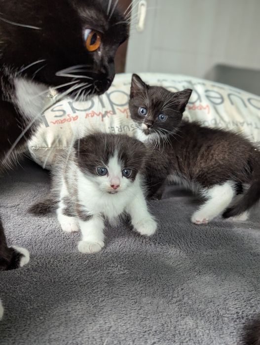 КОШЕНЯТА шукають дім!