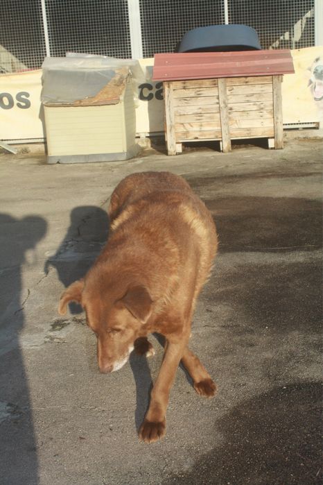 Boris cao de porte grande