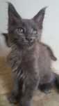 Kotka Maine Coon WCF