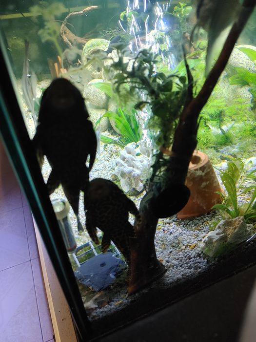 2 Pleco Leopardo
