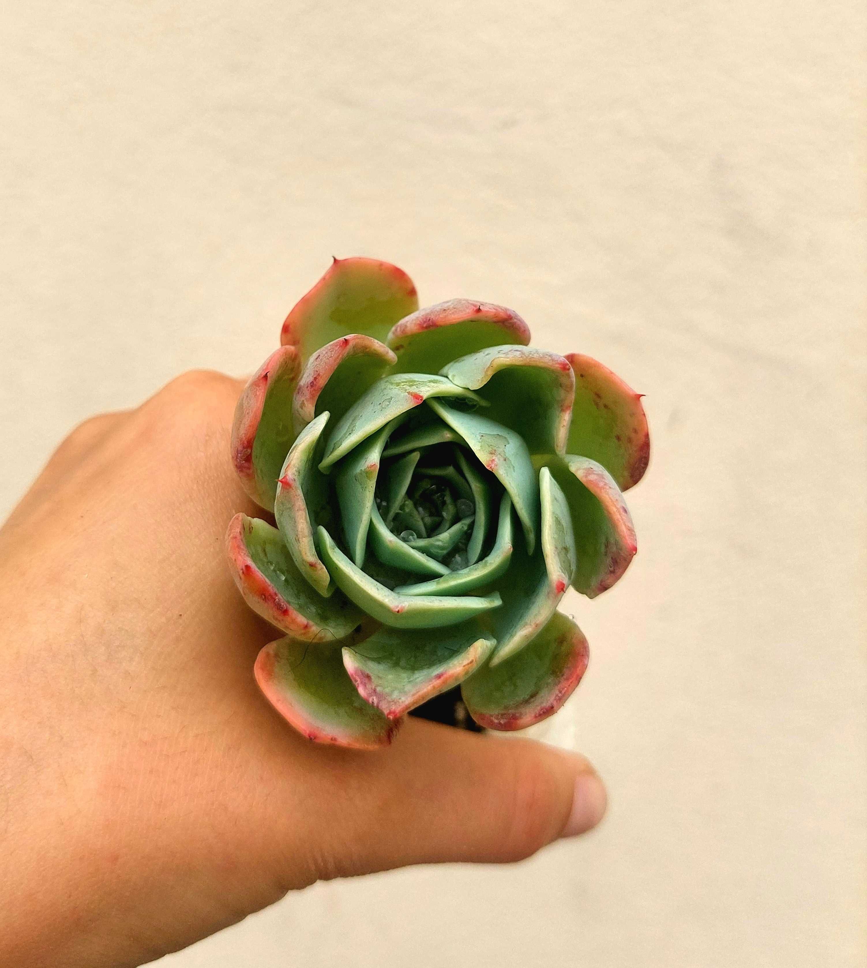 Suculentas variadas 1,5€ cada