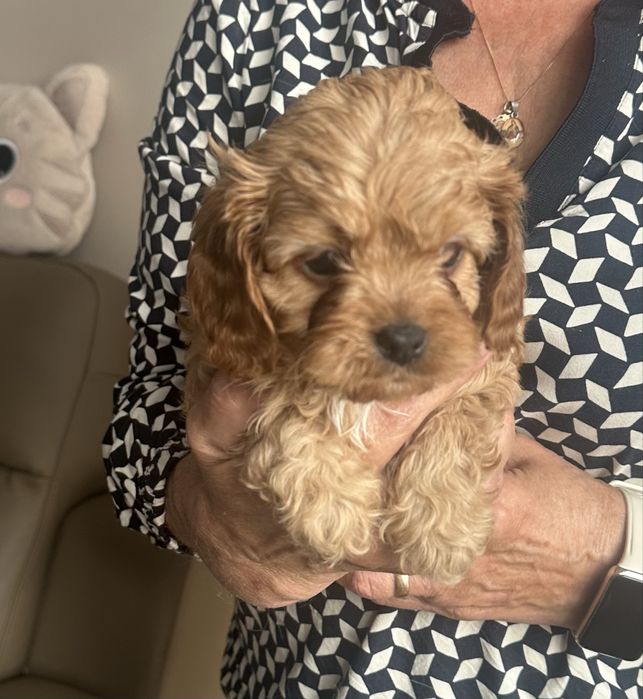 Cavapoo - samczyk Cavalier + Toy