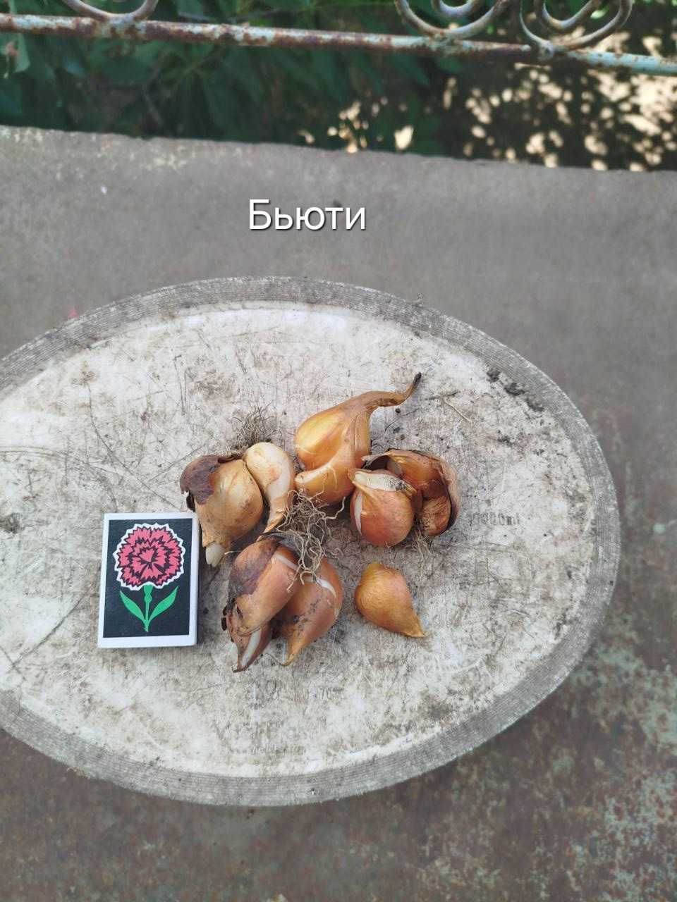 Продам элитную луковицу тюльпана