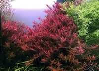 Rotala Rotundifolia Red roślina akwarium