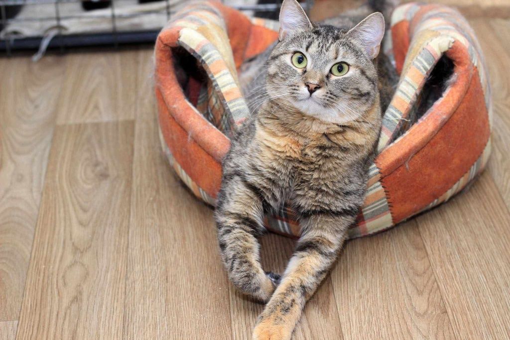 Котенок-тигренок ДНЕПР