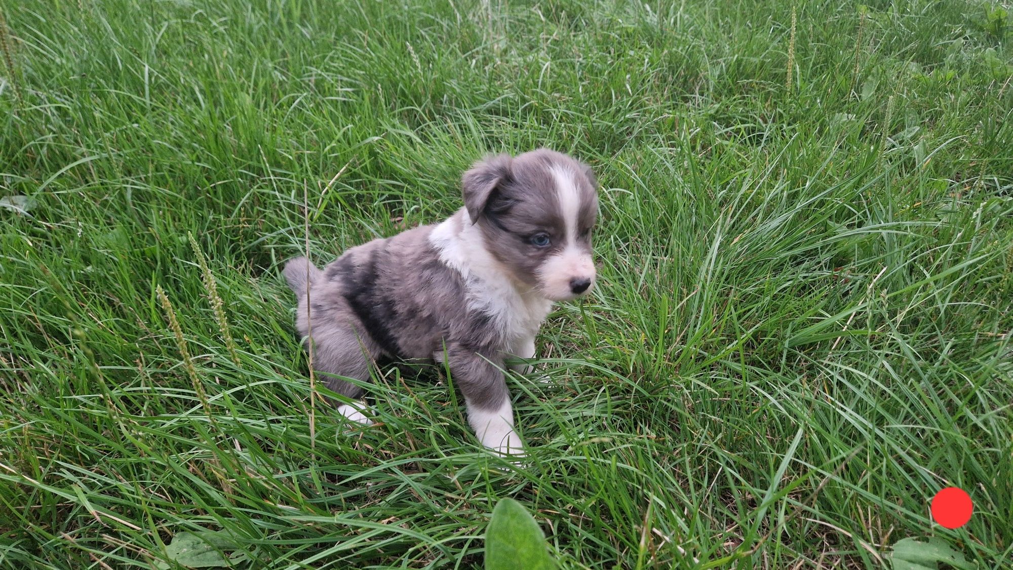 Border Collie pies piesek szczeniak