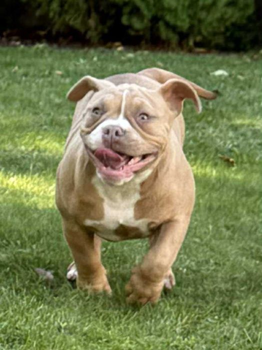 American Bully suczka ABKC