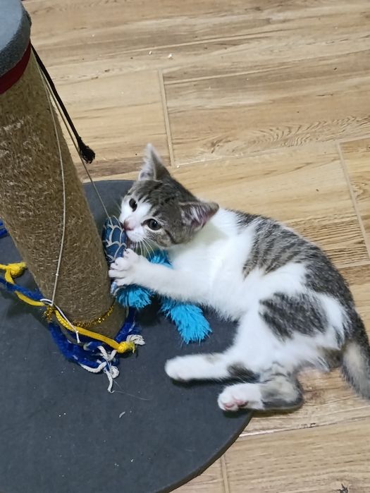 Kotki rodzeństwo szuka domu