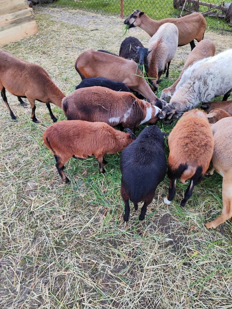 Baranki i owce kameruńskie