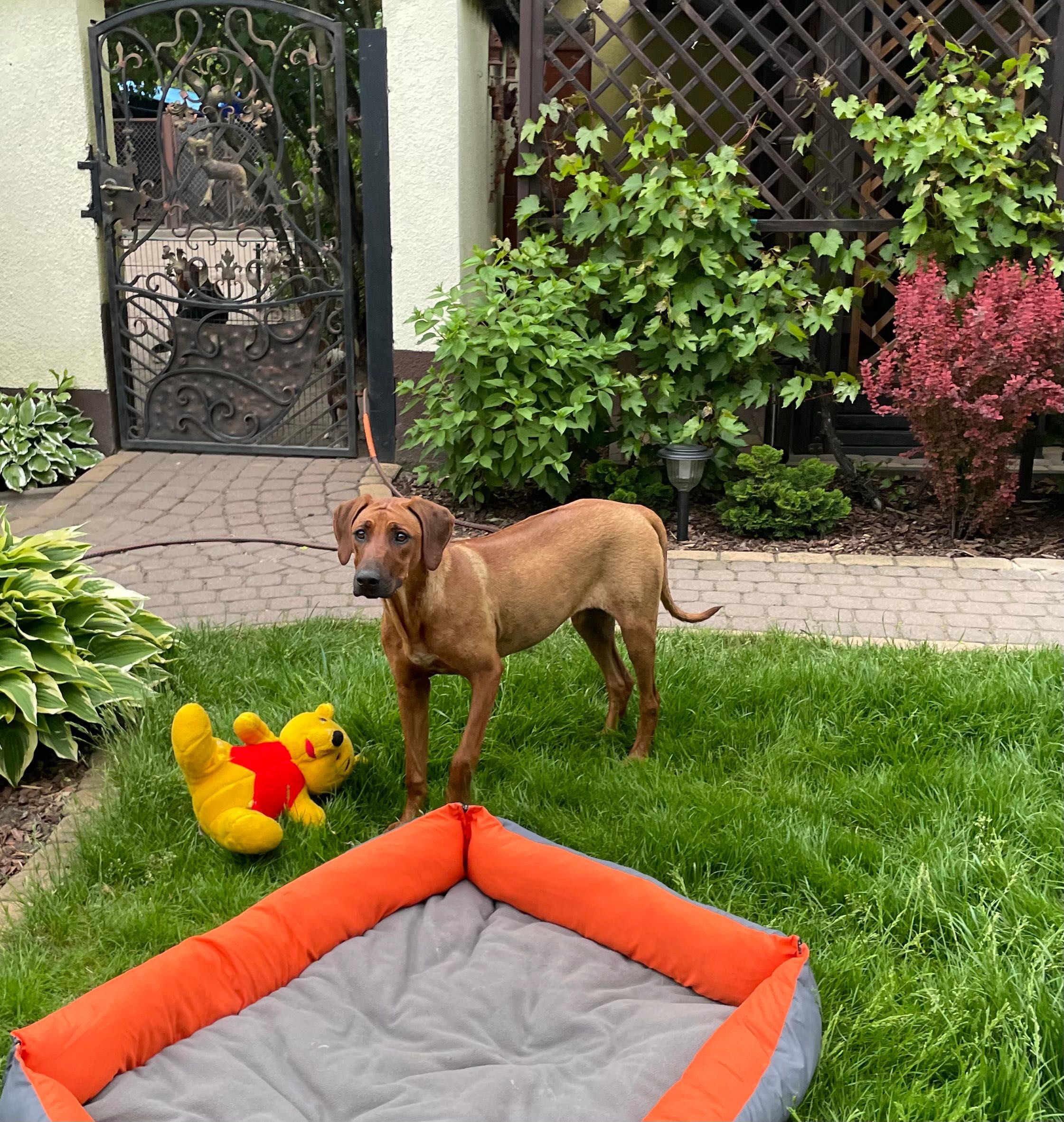 Rhodesian Ridgeback HELA dziewczynka po Championach z dokumentami ZKwP