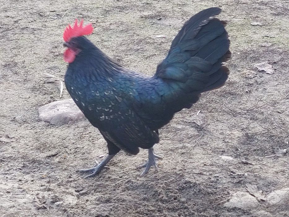 Kogut  z tego roku. Ozdoba podwórka