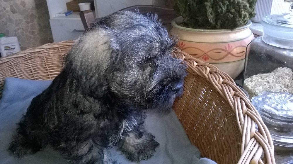 sznaucer miniaturowy - piesek