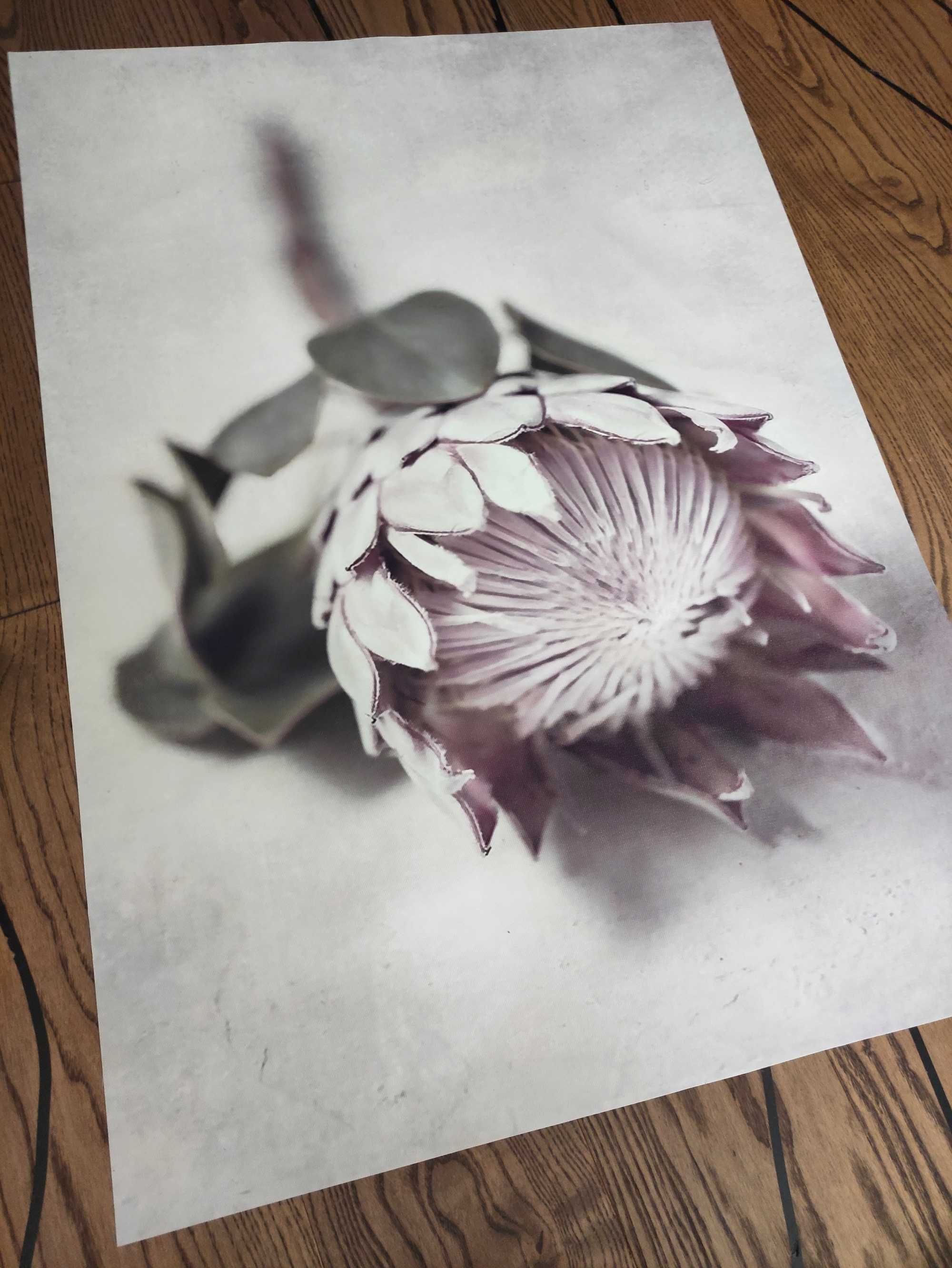 Plakat kwiaty 50x70