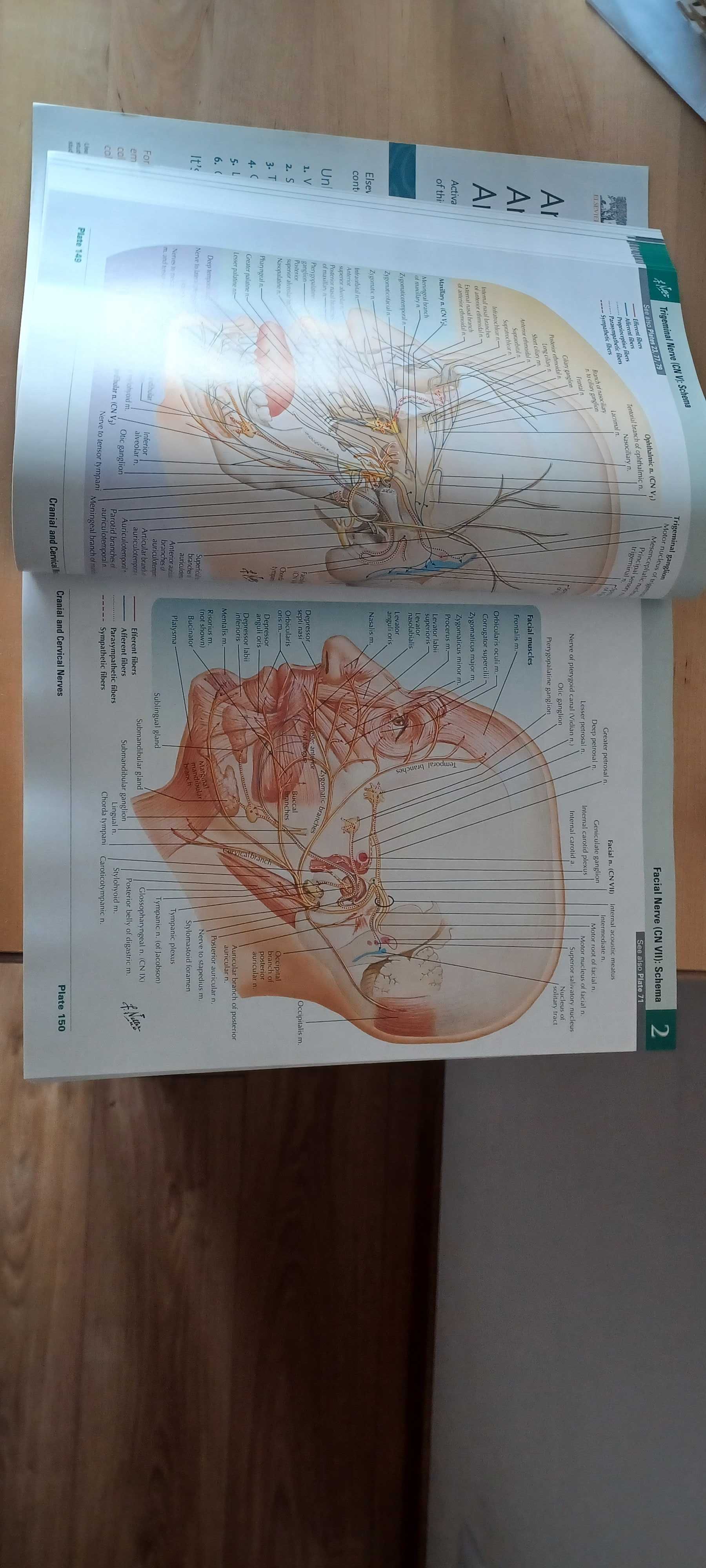 Livro - Netter Atlas