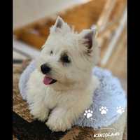 West highland white terrier  WHWT badania paszport wyprawka