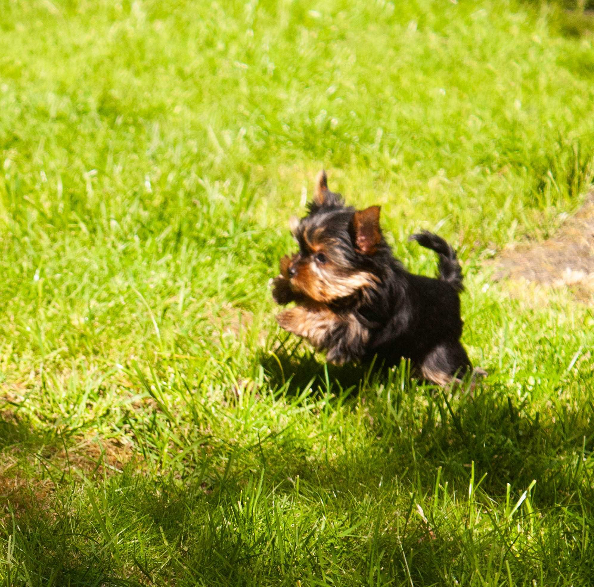 Yorkshire terrier filigranowy  samiec