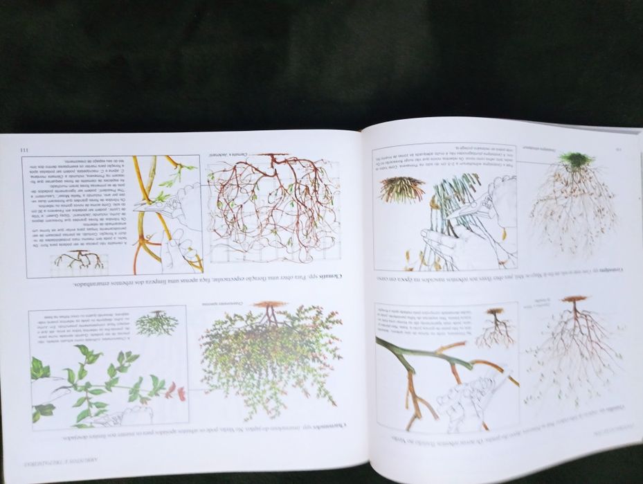 O nosso jardim - ALMEIDA (D. A. Rothe Marques de) - 1962 - Conservado