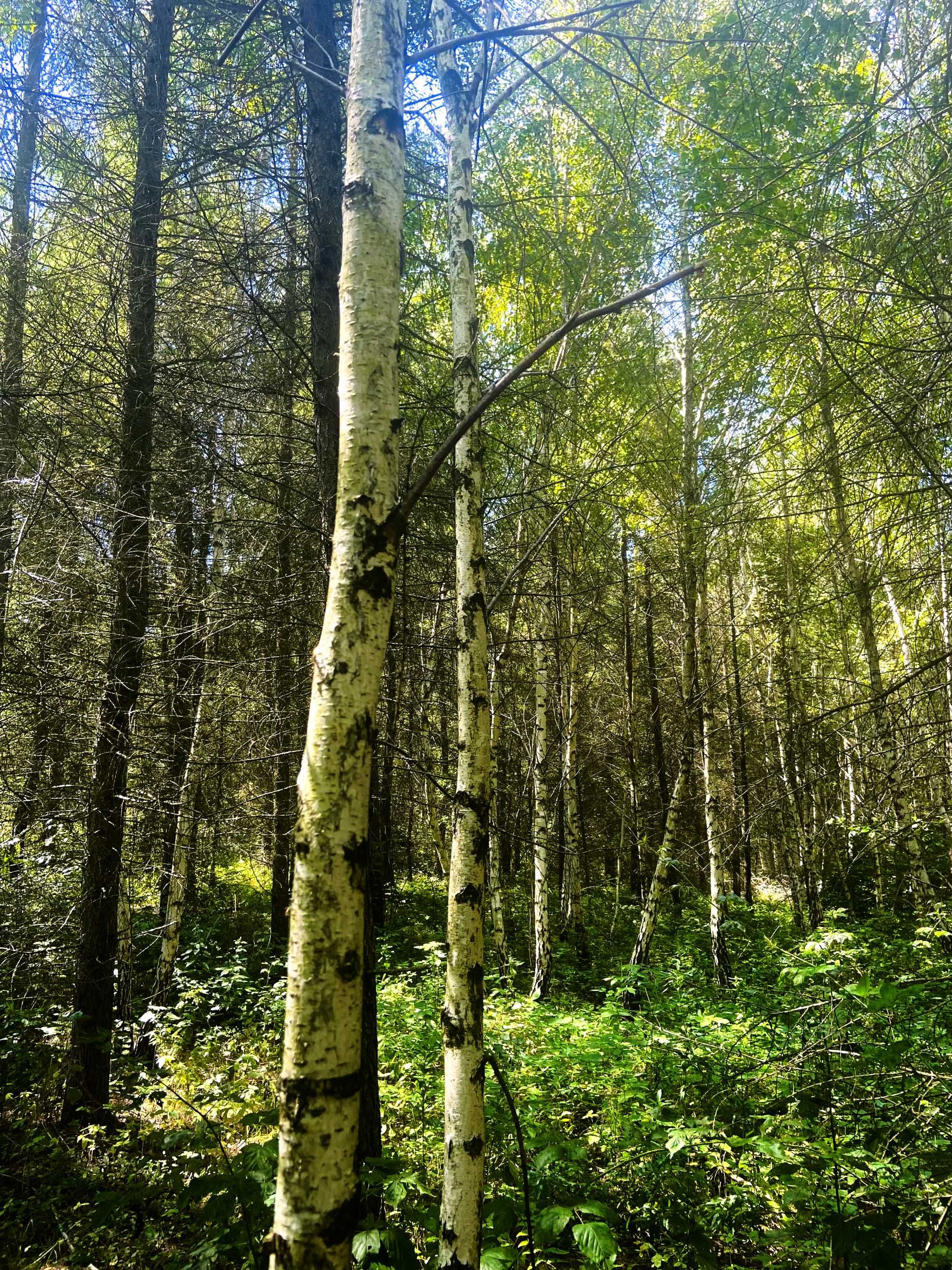Działka leśna o pow.1,65 ha Hucisko Jawornickie