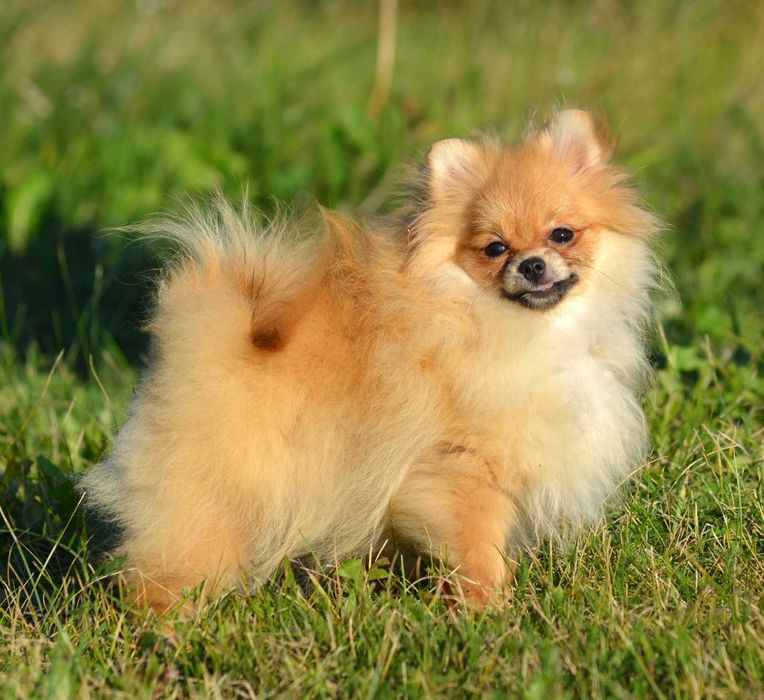 Szpic Miniaturowy Pomeranian śliczna suczka Waria ZKwP FCI rodowód