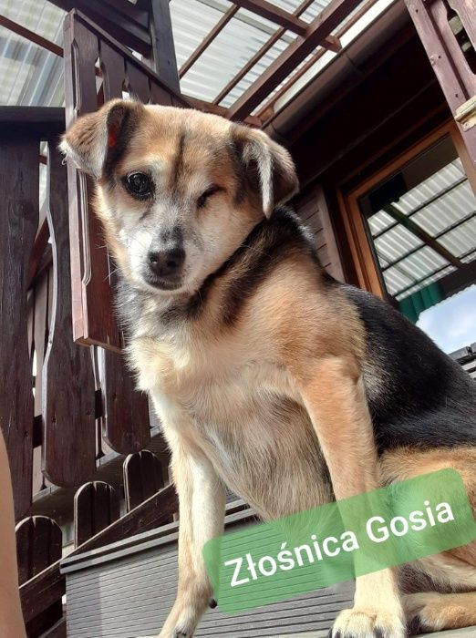 Gosia - babcia sprinterka, przytulas i zołza w jednym