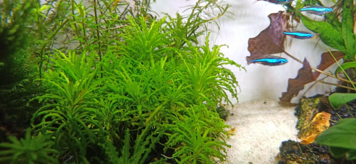 Pogestemon helferi - gwiazda, 5 sztuk