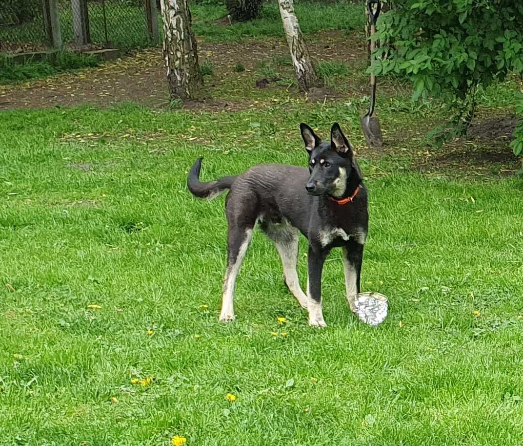 Ośmiomiesięczny Stefan do adopcji.