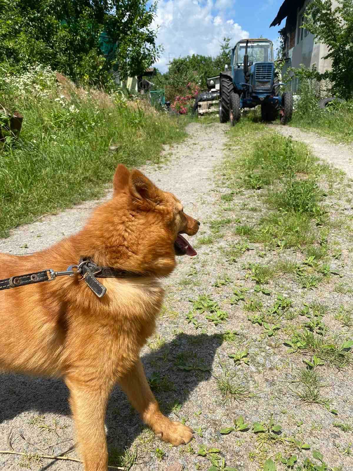 Карело-фінська лайка. собака родина.