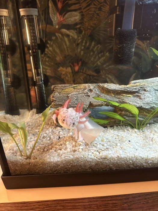 Axolote Leucistico e Gold Albino
