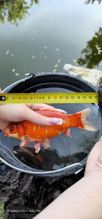 Продам золотих рибок