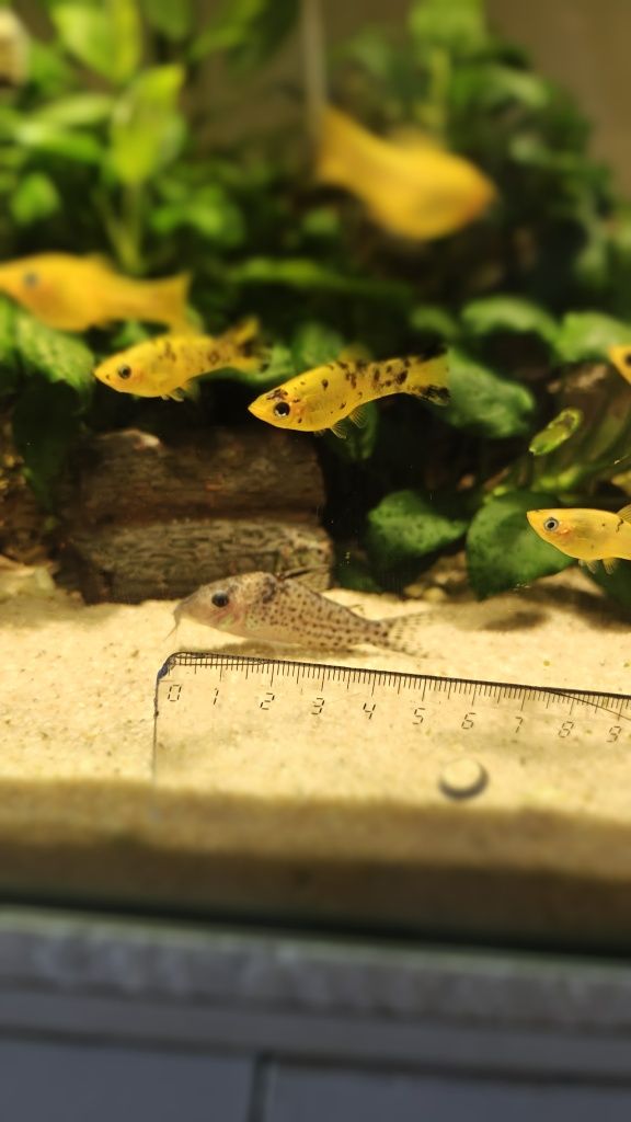 Vendo corys 2 Selvagens 5/6cm