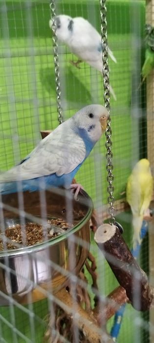 Witam sprzedam papugi faliste w różnych kolorach