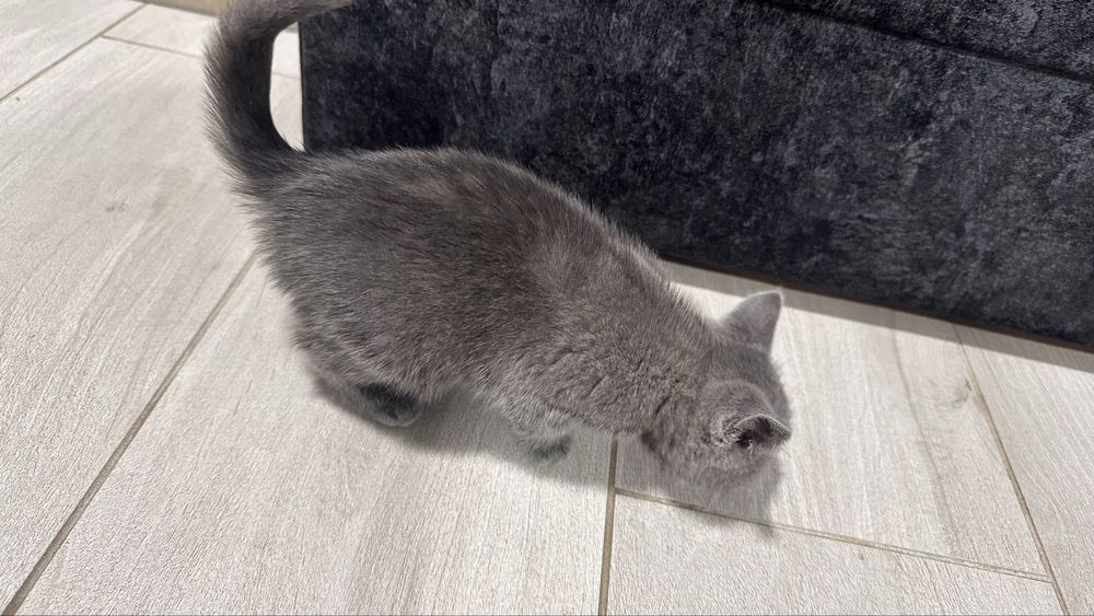 Шотландська прямовуха кішечка