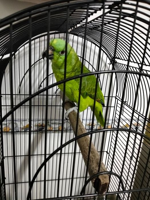 Papagaios com gaiola aceito troca