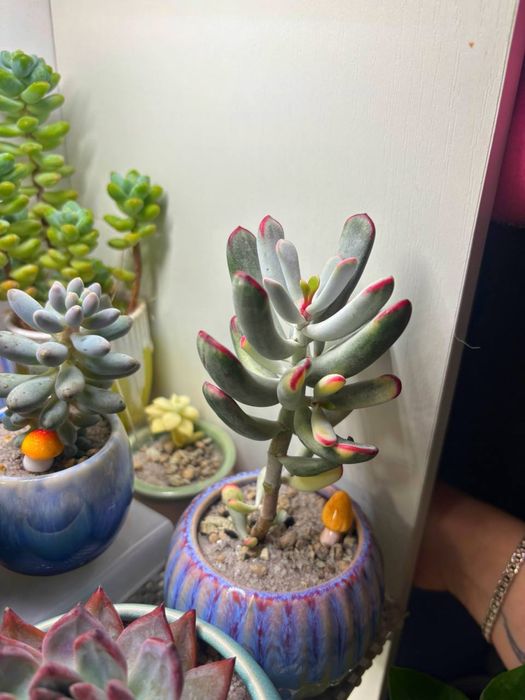 Cotyledon orbikulata variegated (Long Leaf) суккулент