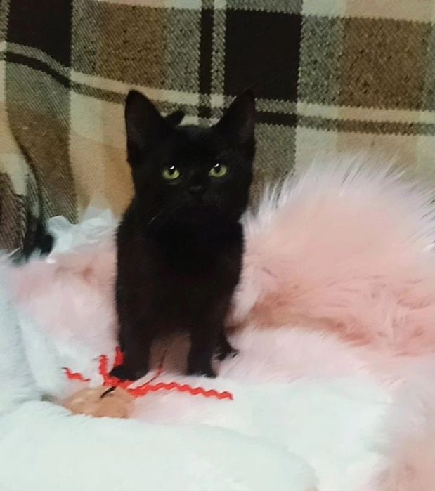 Котенок в добрые руки