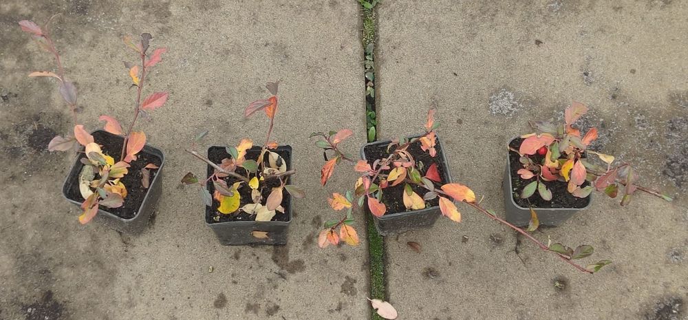 Irga płożąca niska Major zbocza skarpy producent Osiny 49A Kępno