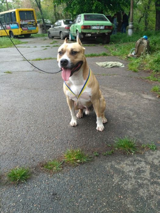 Ам.стаффордширский терьер