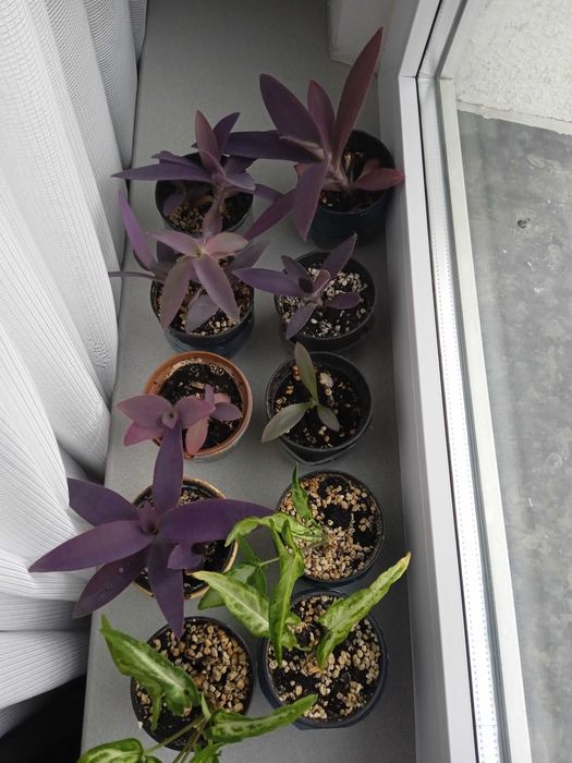 Sadzonki roślin doniczkowych- trzykrotka purpurowa, róża chińska