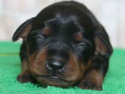 Цвергпінчер міні доберман